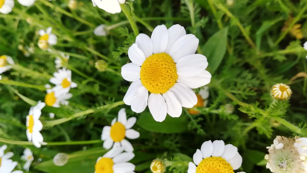 White Chamomile Petals Yellow Center Green warm Leaves