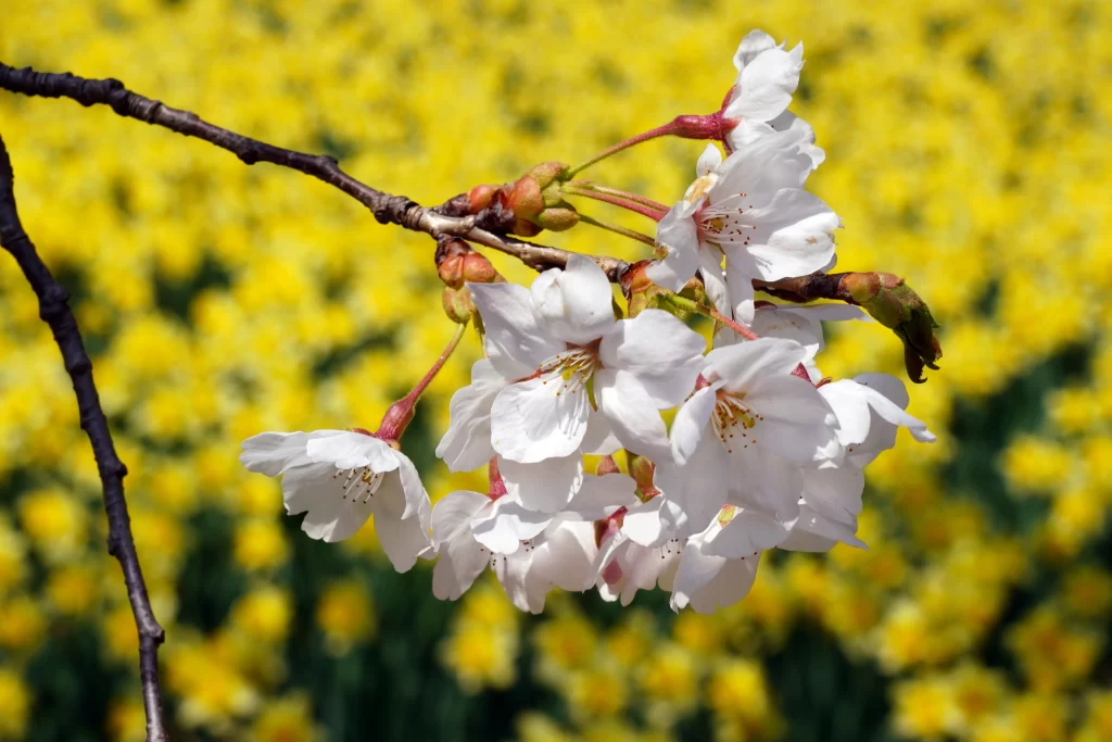 White Cherry Blossom Petals Branch Yellow Background