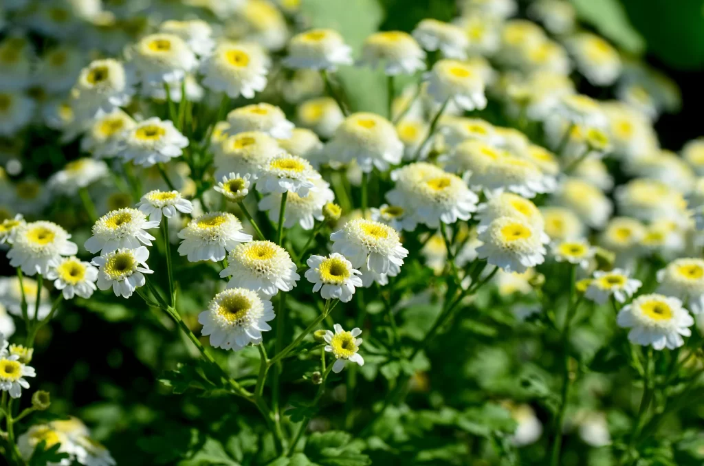 White Chrysanthemum Blooms Yellow Center Petals Green Leaves
