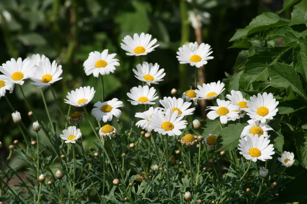 White Chrysanthemum Blooms Petals Yellow Center Green Leaves