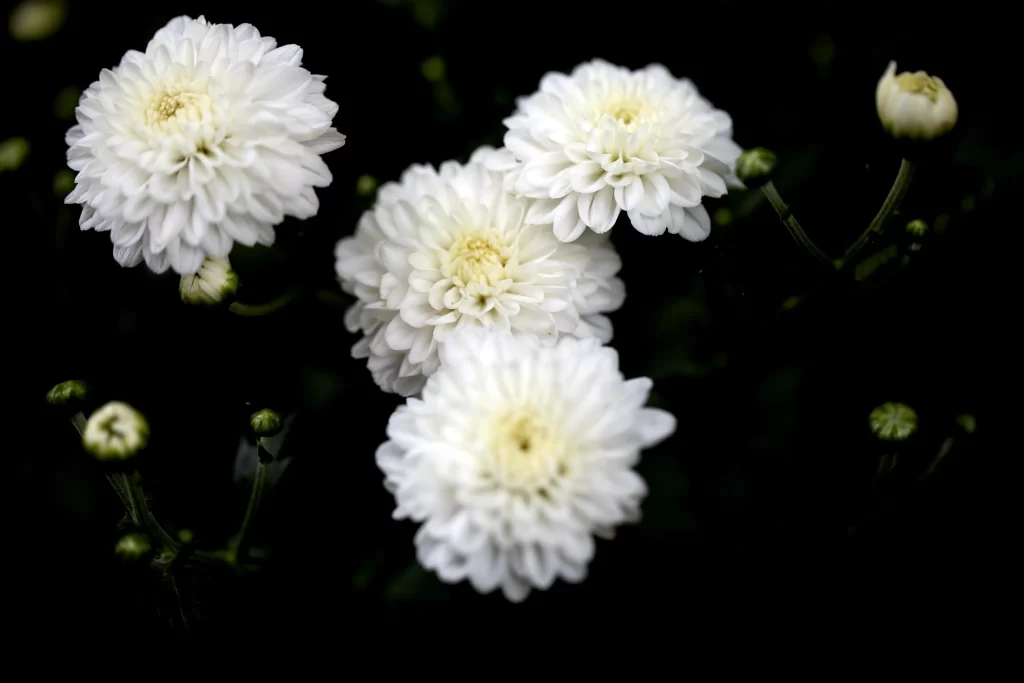 White Chrysanthemum Blooms Petals Dark Background