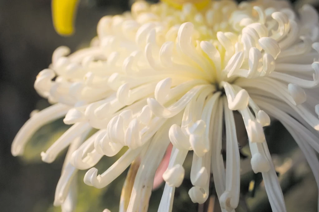 White Chrysanthemum Curved Petals Dense Cluster