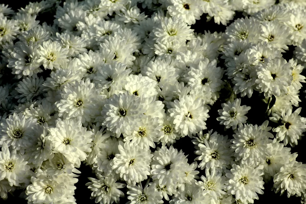 White Chrysanthemum Dense Petals Soft Texture