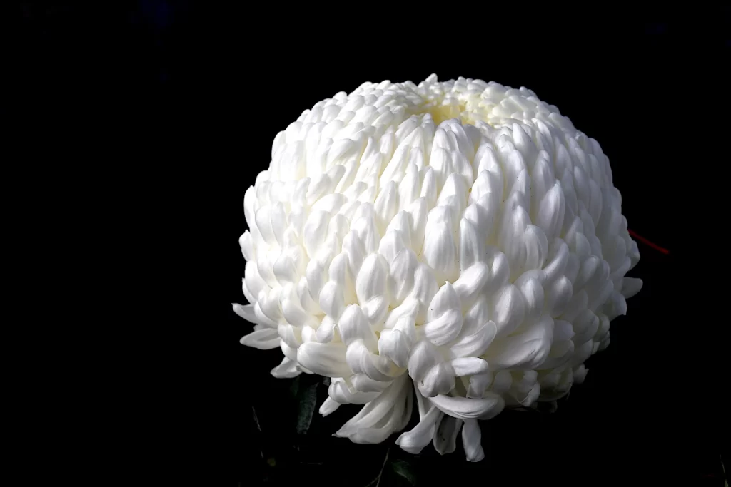 White Chrysanthemum Dense Petals Rounded Shape