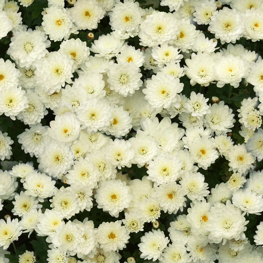 White Chrysanthemum Dense Petals Yellow Center
