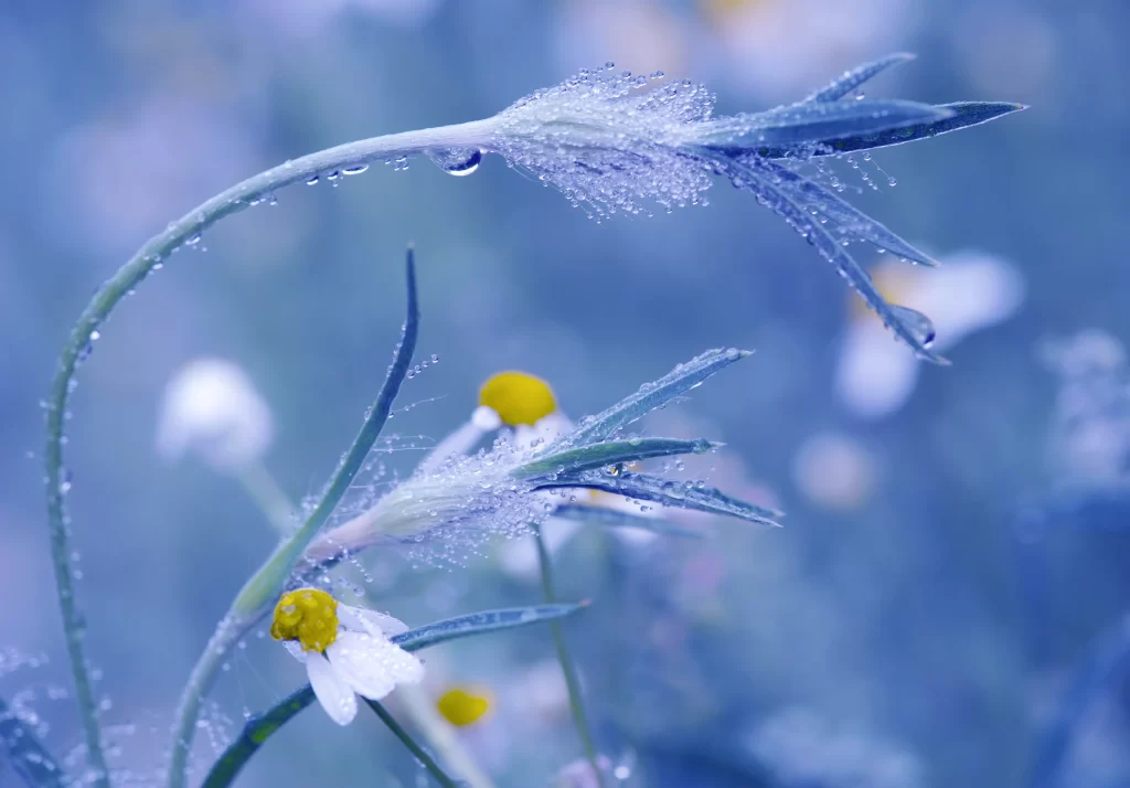 White Chrysanthemum Dewdrops Petals Yellow Center
