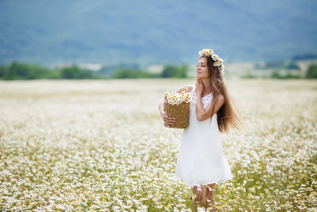 White Chrysanthemum Field Basket Blooming