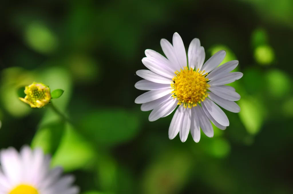 White Chrysanthemum Petals Yellow Center Green warm Leaves