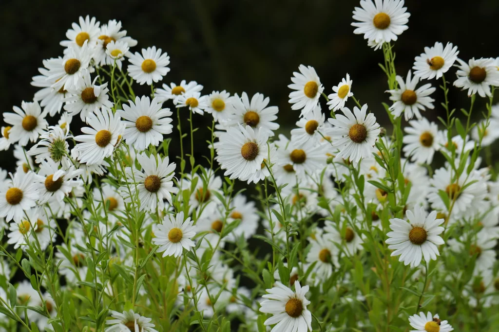 White Chrysanthemum Petals Yellow Center Green warm Stems