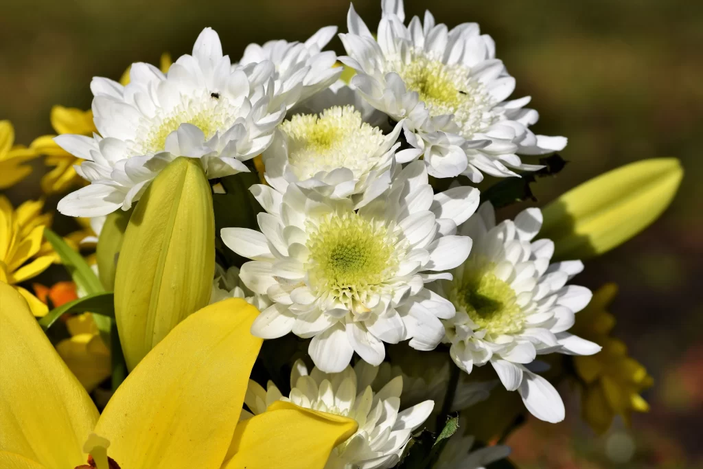 White Chrysanthemum Petals Yellow Center warm Sunlight