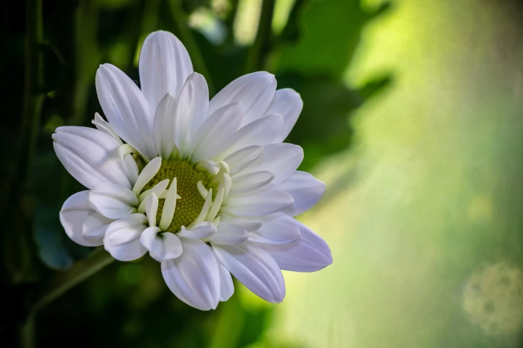 White Chrysanthemum Petals Yellow Center Green warm Leaves