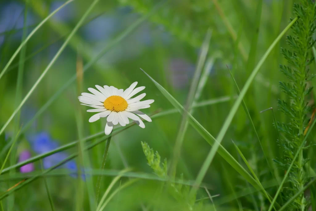 White Chrysanthemum Petals Yellow Center Green warm Grass