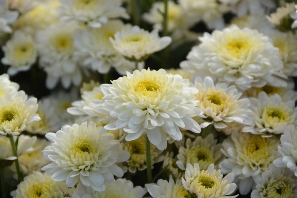 White Chrysanthemum Petals Yellow Center Dense gray Cluster