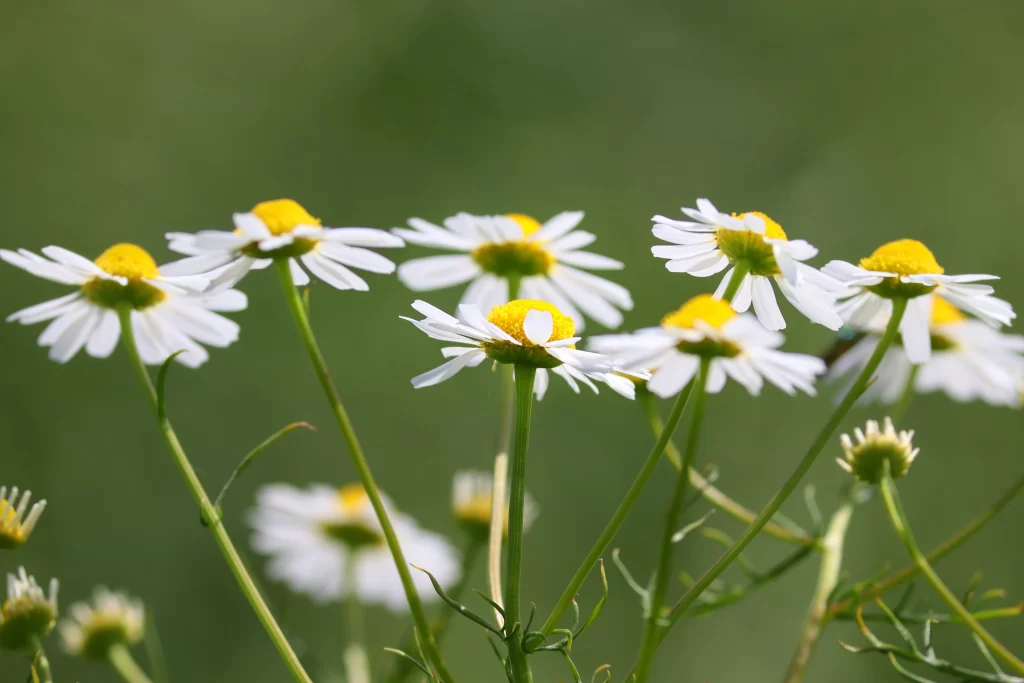 White Chrysanthemum Petals Yellow Center Green warm Stems