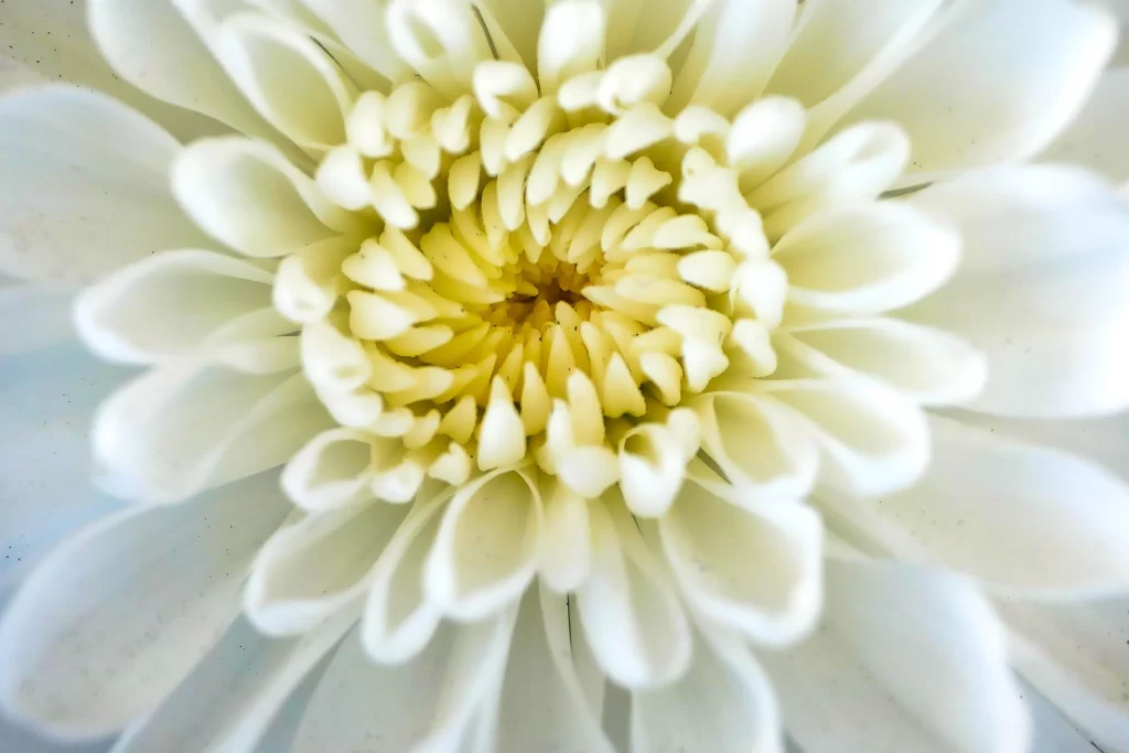 White Chrysanthemum Petals Yellow Center Delicate
