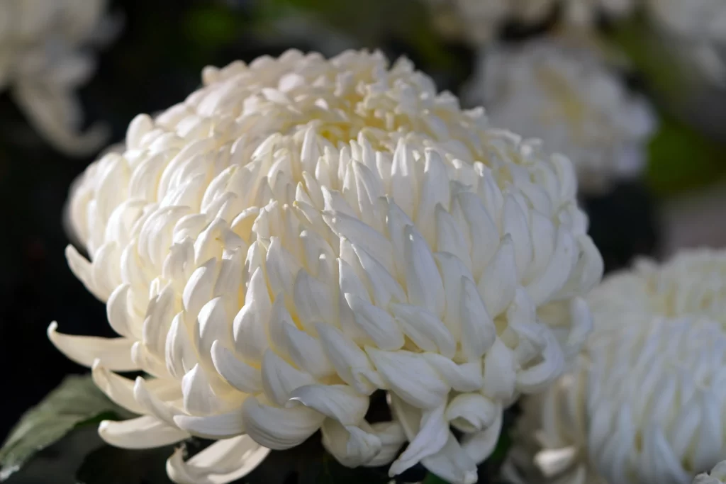 White Chrysanthemum Petals Dense Rounded Texture