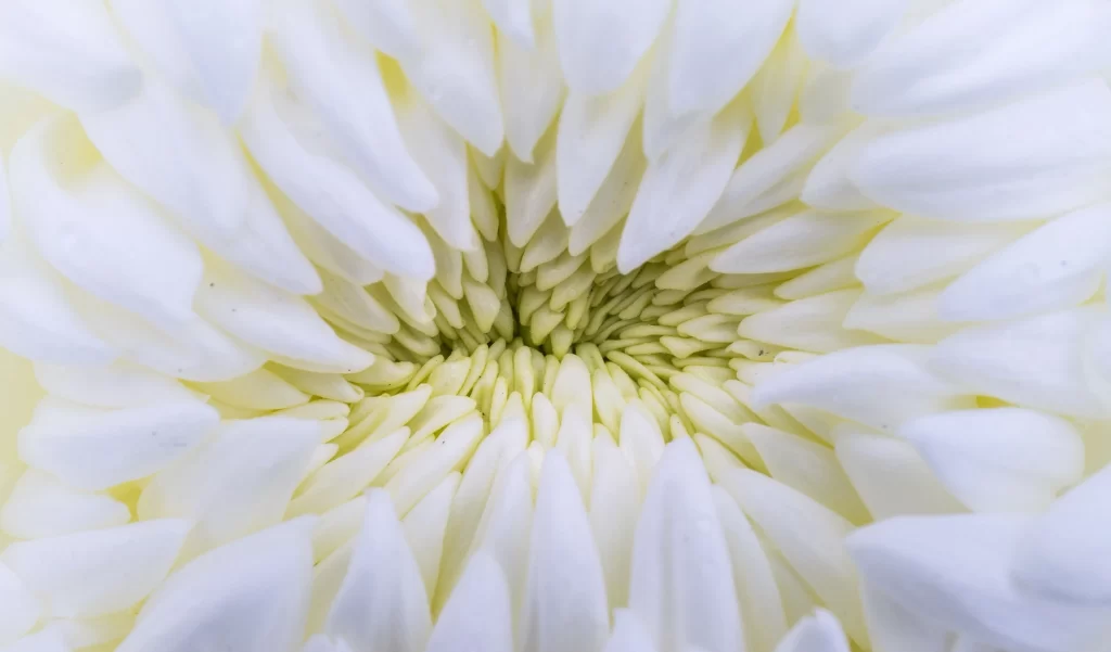 White Chrysanthemum Petals Dense Center