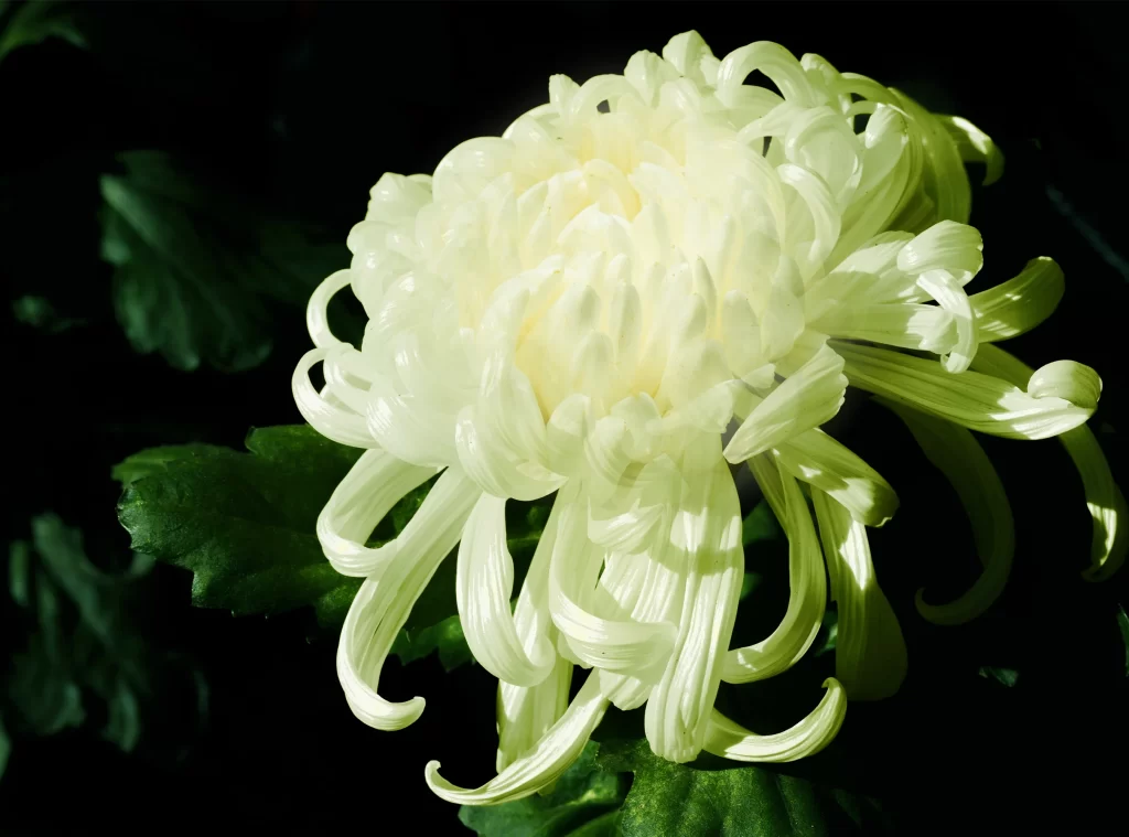 White Chrysanthemum Petals Curved Dark Background