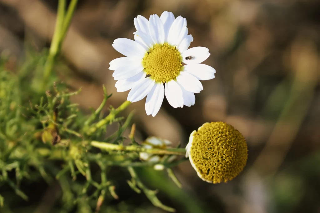 White Chrysanthemum Petals Yellow Center Bug