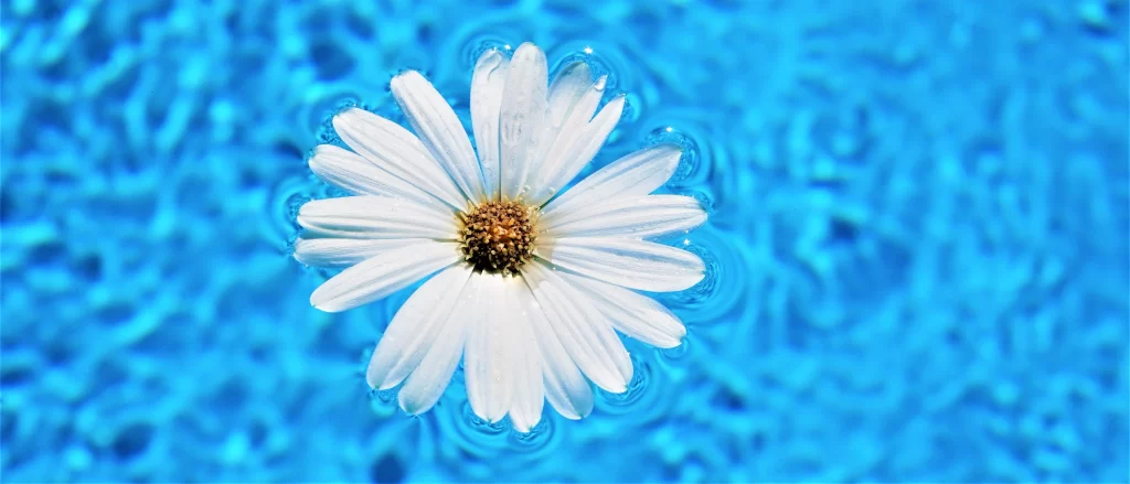 White Chrysanthemum Petals Yellow Center Blue Water