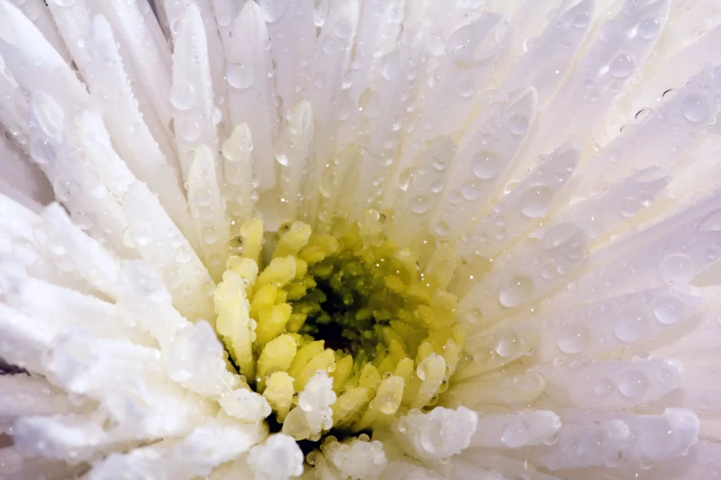 White Chrysanthemum Petals Dewdrops Yellow Center