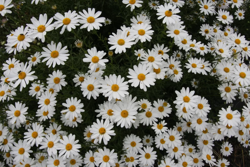 White Chrysanthemum Petals Yellow Center gray Blooming