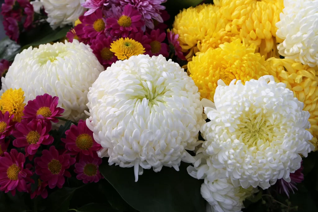 White Chrysanthemum Petals Yellow Purple Daisies