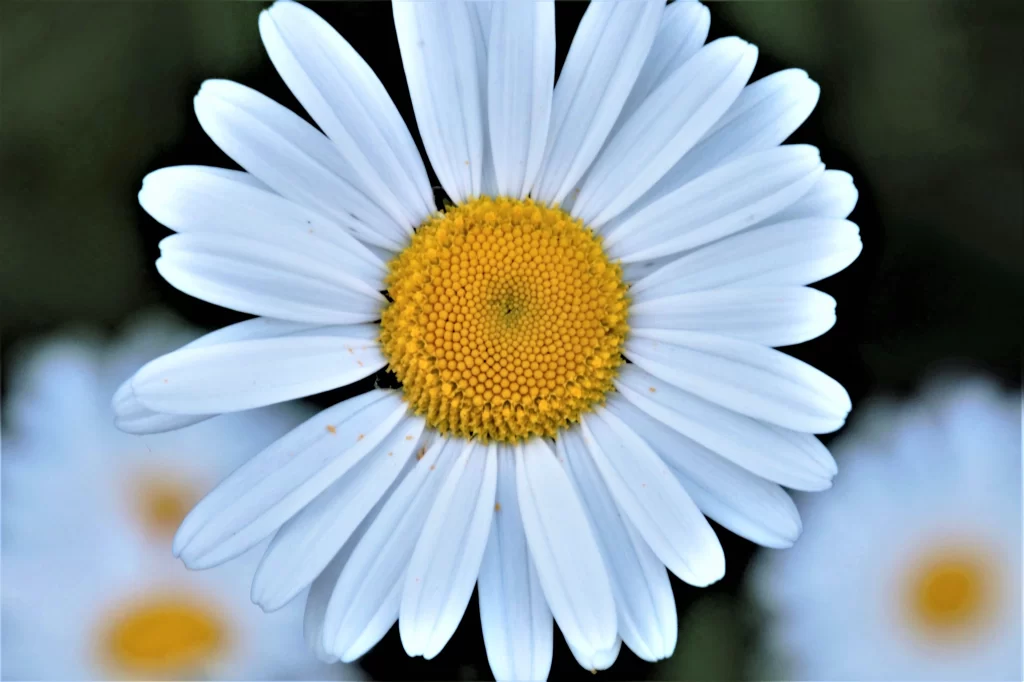 White Chrysanthemum Petals Yellow gray Center