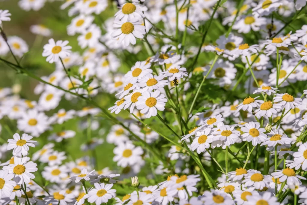 White Chrysanthemum Petals Yellow Center Green warm Stems