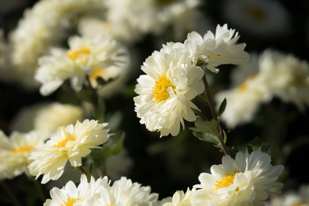 White Chrysanthemum Petals Yellow Center gray Sunlight