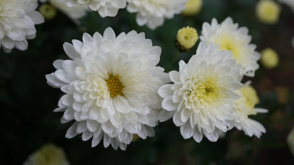 White Chrysanthemum Petals Yellow Center gray Dewdrops