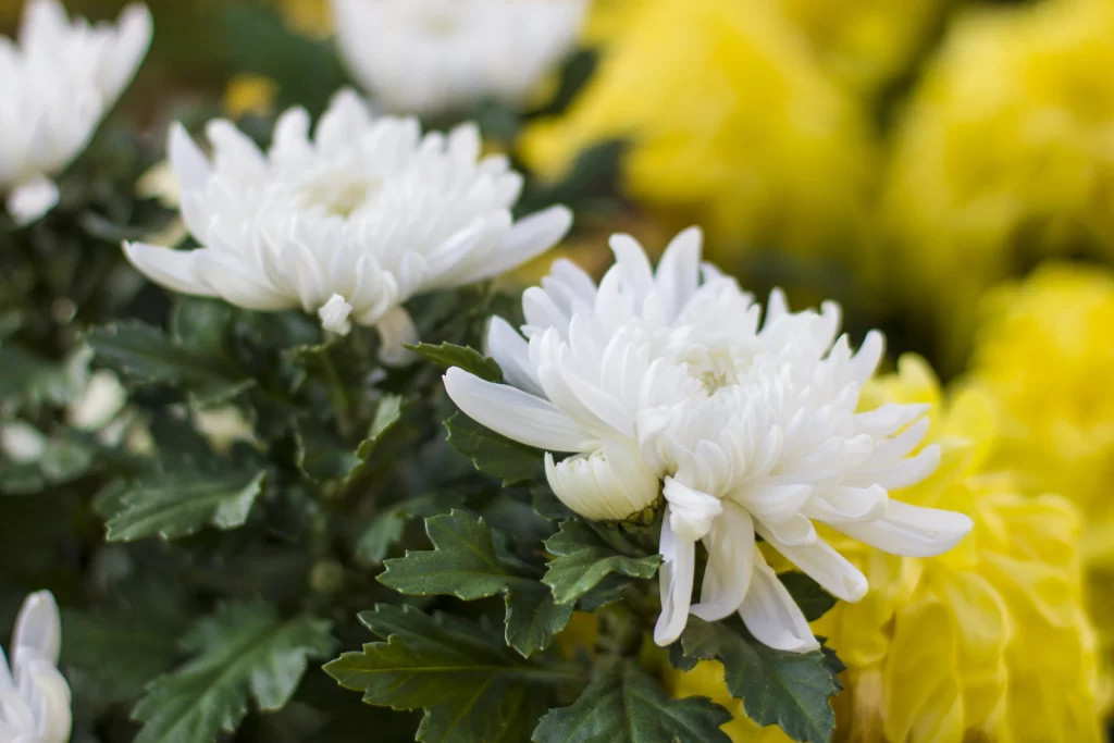 White Chrysanthemum Petals Dense Green Leaves Yellow Background