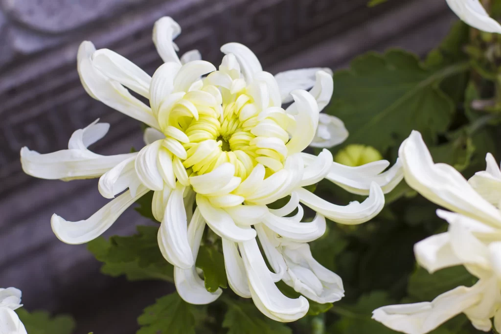 White Chrysanthemum Petals Curved Yellow Center