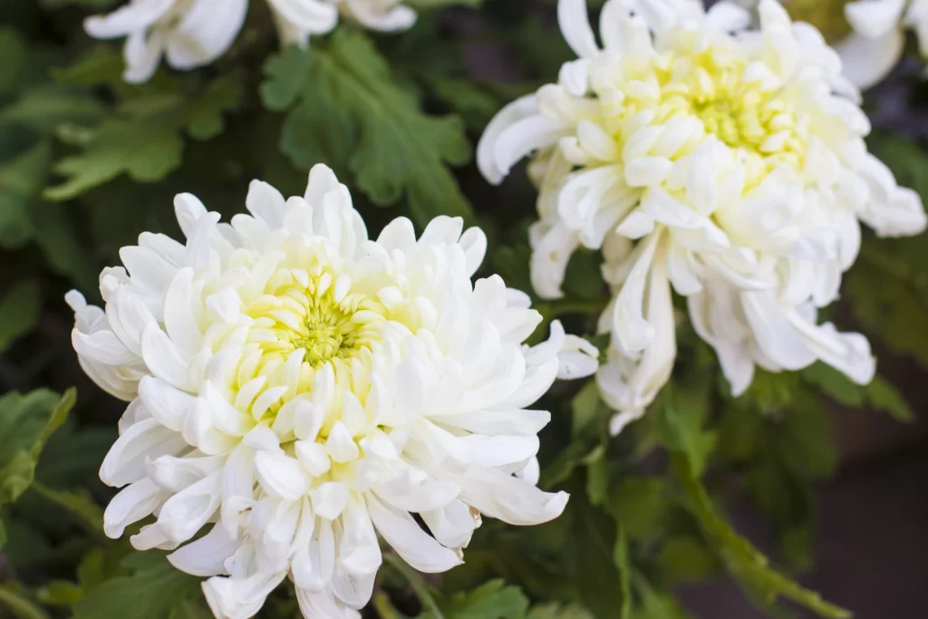White Chrysanthemum Petals Yellow Center Green gray Leaves