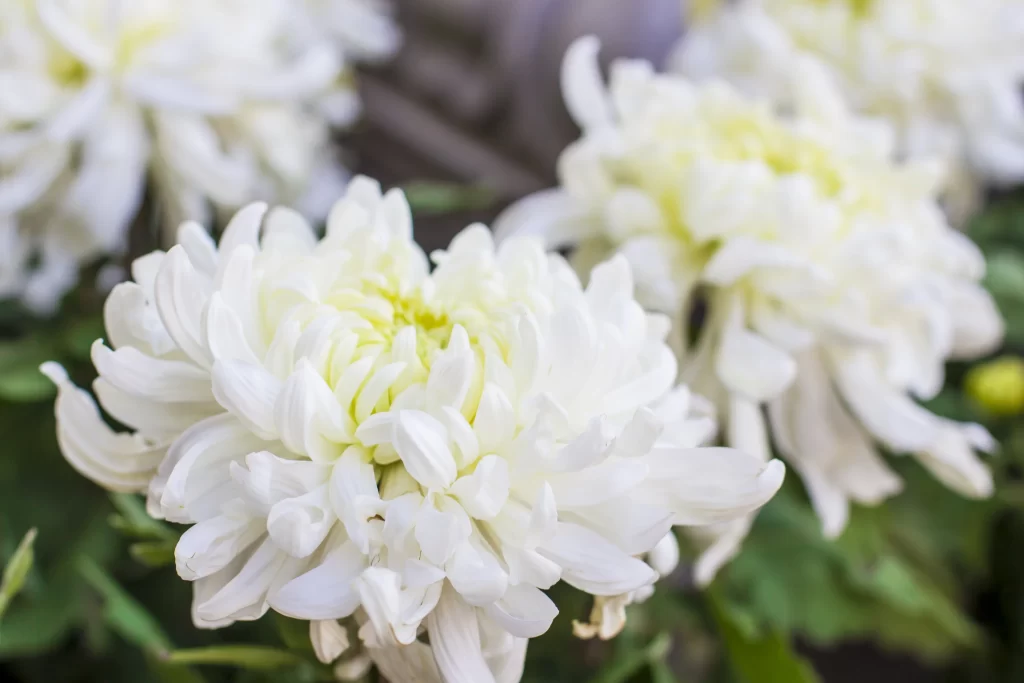 White Chrysanthemum Petals Dense Blooms