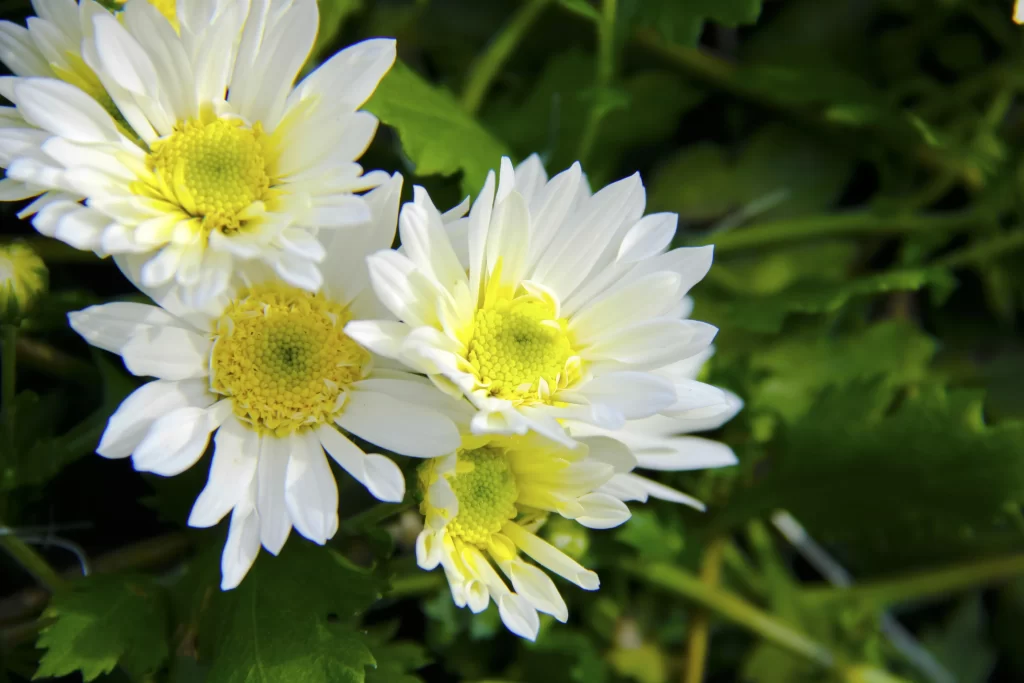 White Chrysanthemum Petals Yellow Center Green warm Leaves