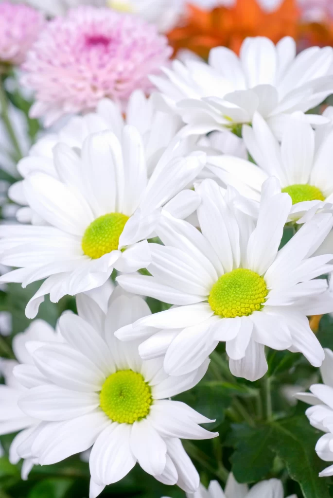 White Chrysanthemum Petals Yellow Center Vibrant Green