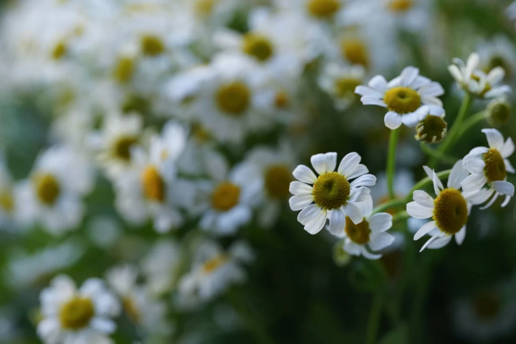 White Chrysanthemum Petals Yellow Center Green gray Stems