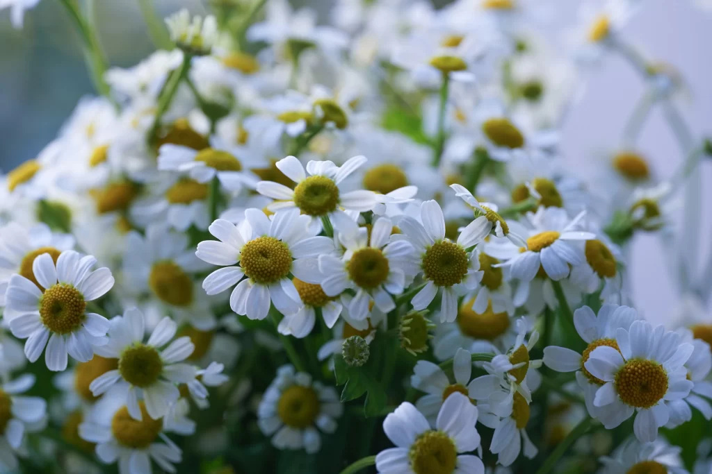 White Chrysanthemum Petals Yellow Center Green gray Stem