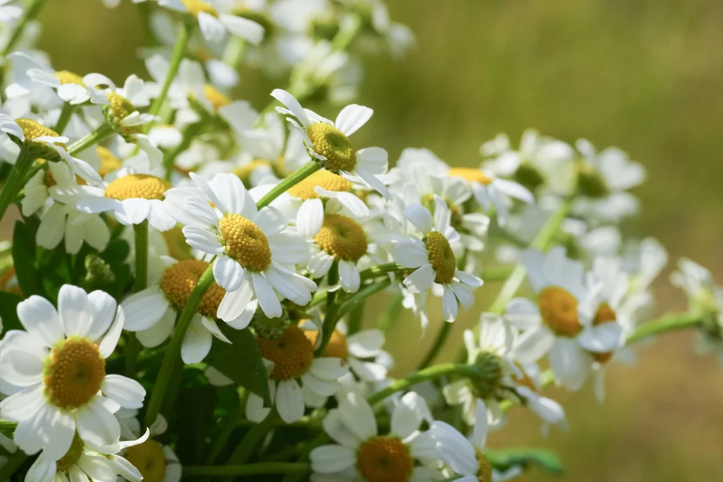 White Chrysanthemum Petals Yellow Center Green warm Stems