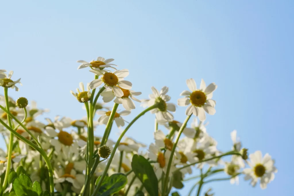 White Chrysanthemum Petals Yellow Center Clear Blue Sky