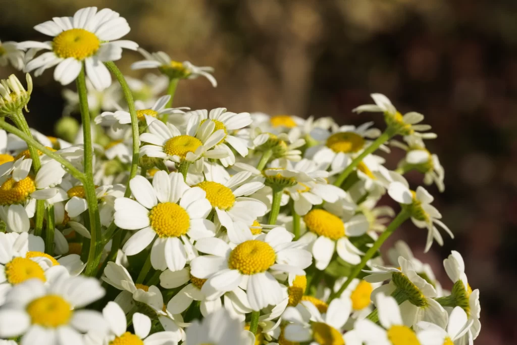 White Chrysanthemum Petals Yellow Center warm Sunlight