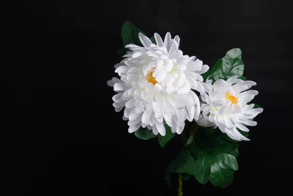 White Chrysanthemum Petals Yellow Center Green dark Leaves