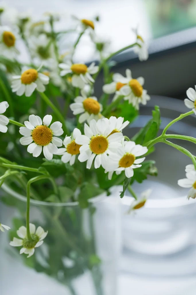 White Chrysanthemum Petals Yellow Center Green gray Stem