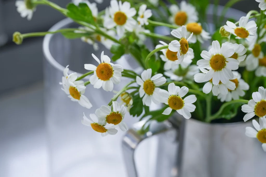 White Chrysanthemum Petals Yellow Center Green gray Stem