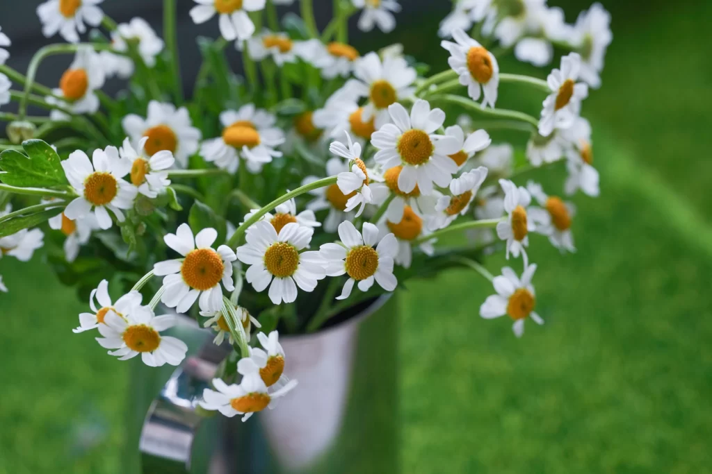 White Chrysanthemum Petals Yellow Center Green warm Leaves