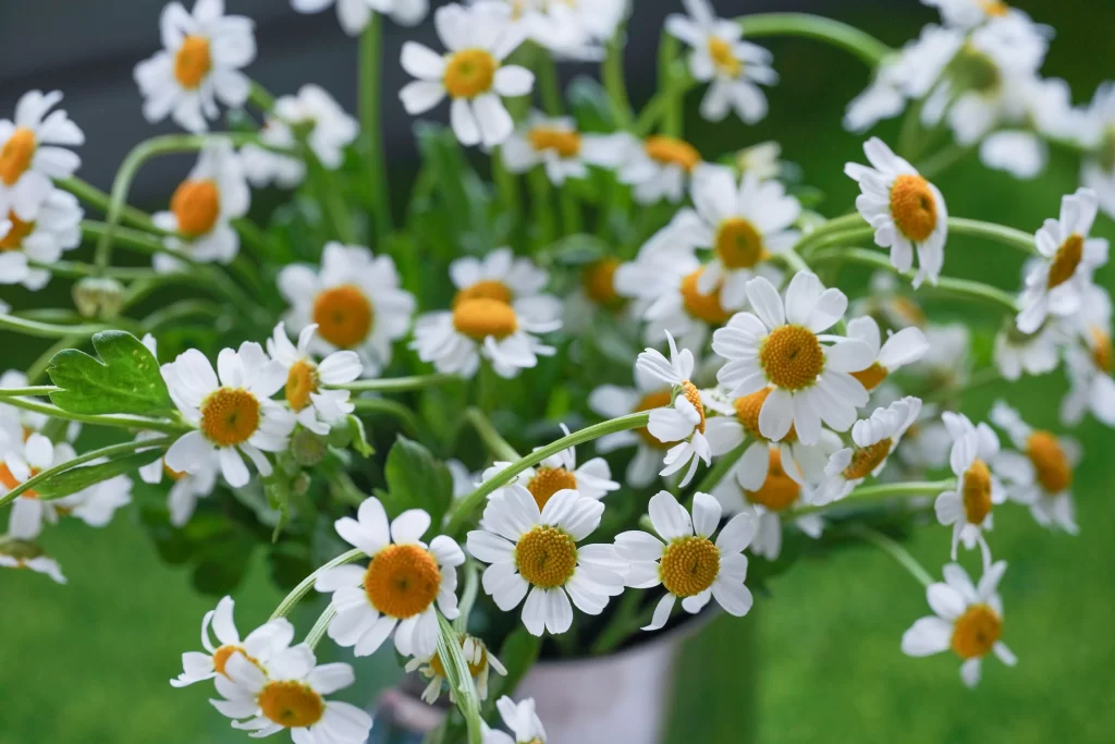 White Chrysanthemum Petals Yellow Center Green warm Stem