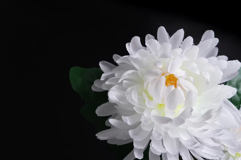 White Chrysanthemum Petals Yellow Center Dark gray Background