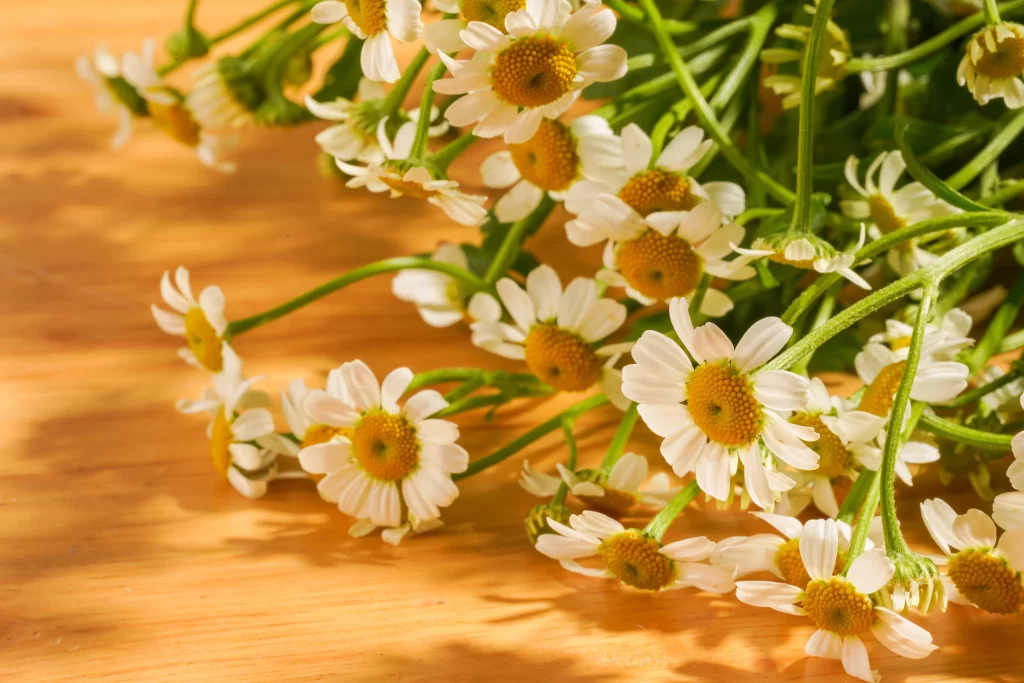 White Chrysanthemum Petals Yellow Center Green warm Stems