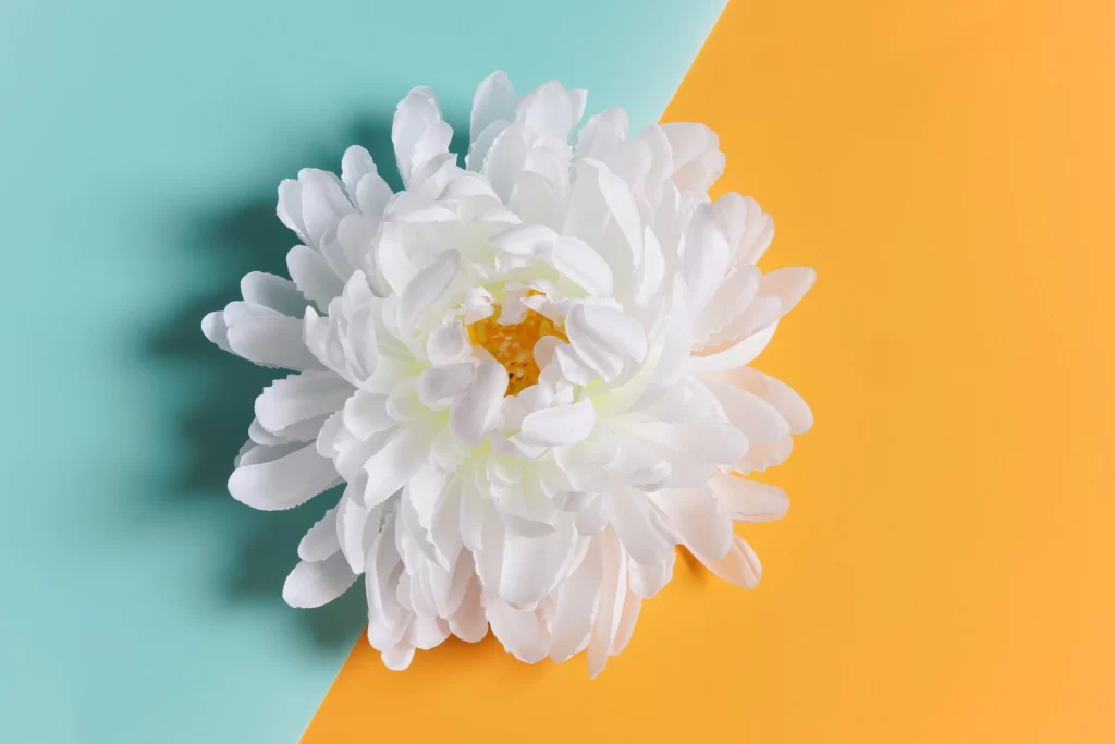 White Chrysanthemum Petals Yellow Center Soft Shadow